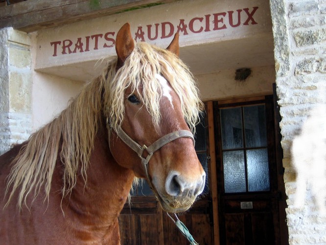 Niki___Traits_Audacieux.jpg