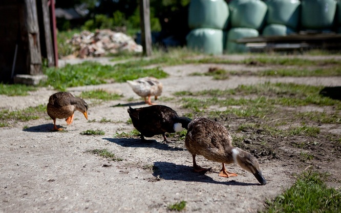 canard_de_rouen.jpg
