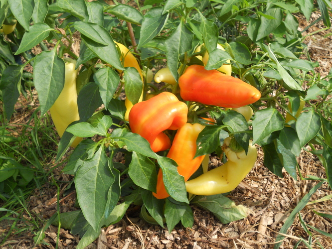 DSCN0249.JPG