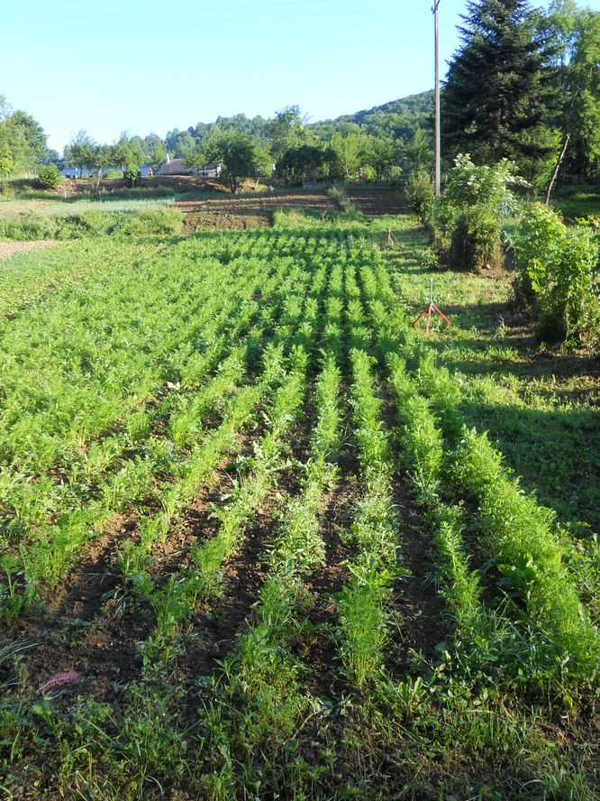 DSCN0203.JPG