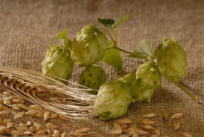 houblon.jpg