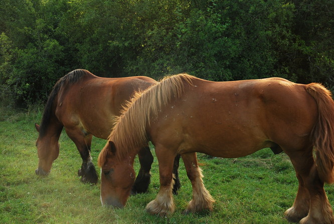 Billy---Cesar-Auxois.JPG