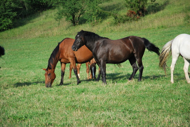 Grany-Double-Poney.JPG