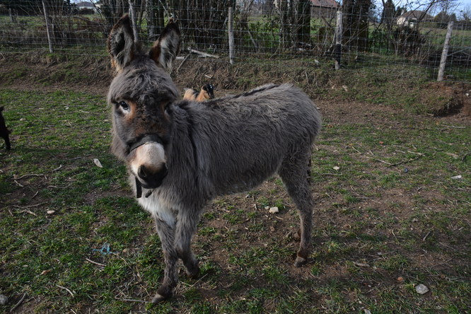 DSC_6340.JPG