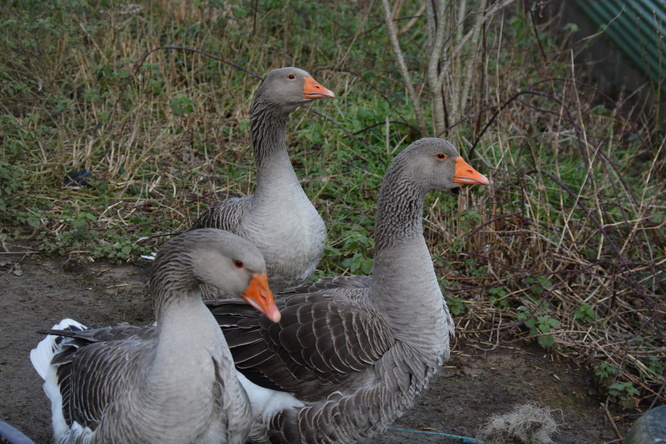 DSC_6290.JPG