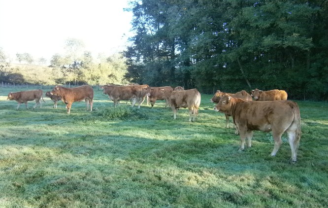 2-photo_élevagebovin.jpg
