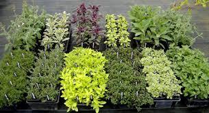 Plantes_aromatiques.jpg