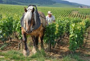 cheval-trait-vigne.jpg