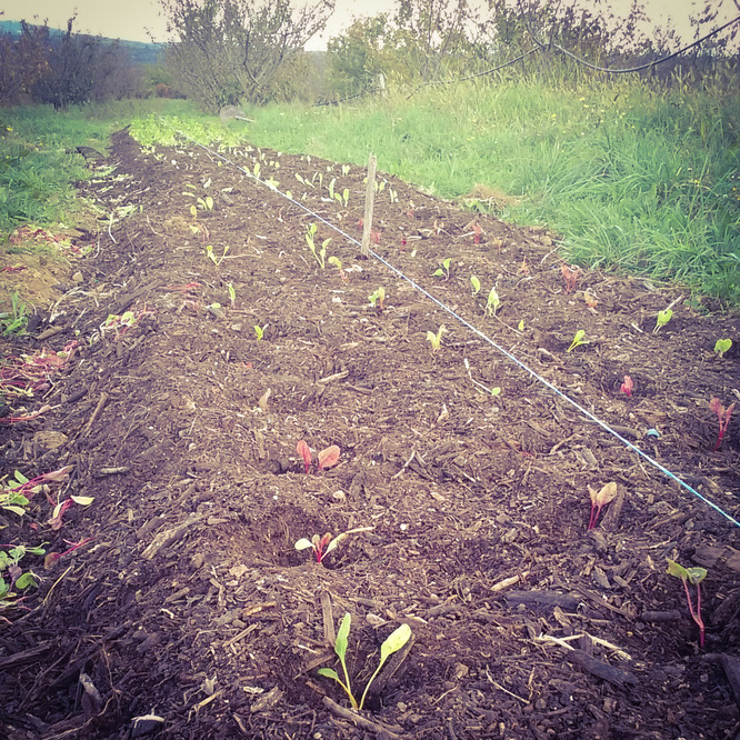 jeune plants de blettes sur lit de compost