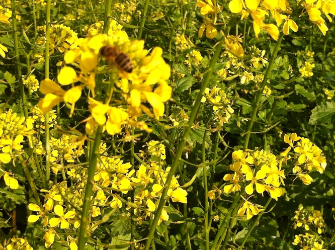 Abeilles ur Colza
