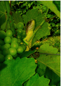 lézard.png