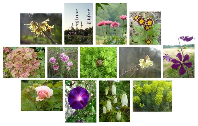 Mosaique_plantes.jpg
