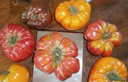 tomates.jpg
