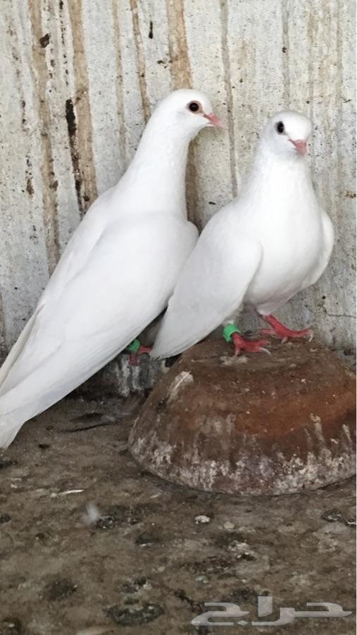 4 أجواز صنعاني أبيض صك