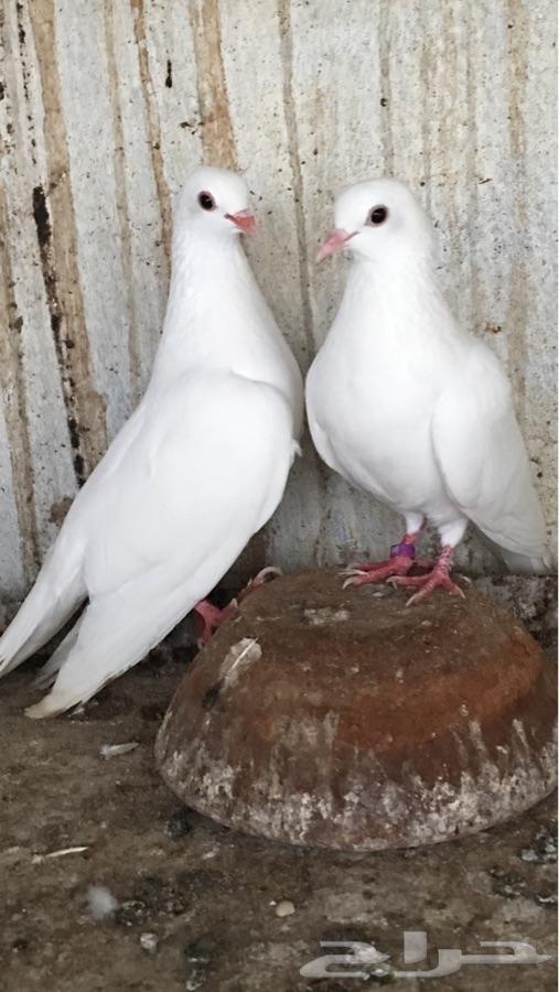 4 أجواز صنعاني أبيض صك
