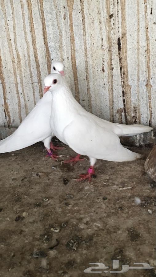 4 أجواز صنعاني أبيض صك