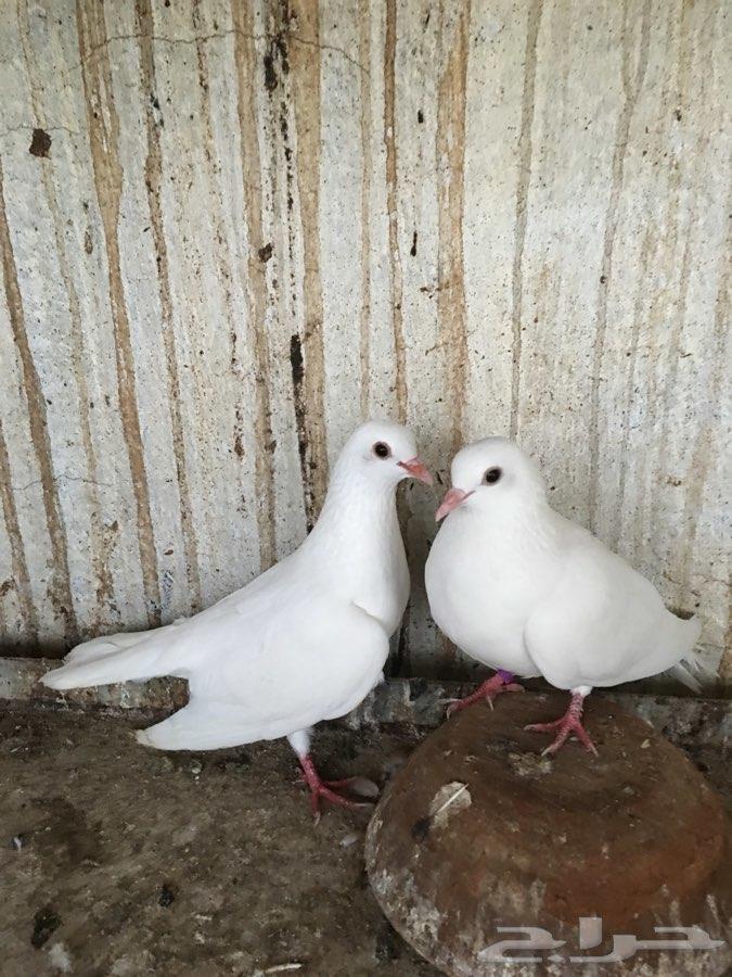 4 أجواز صنعاني أبيض صك