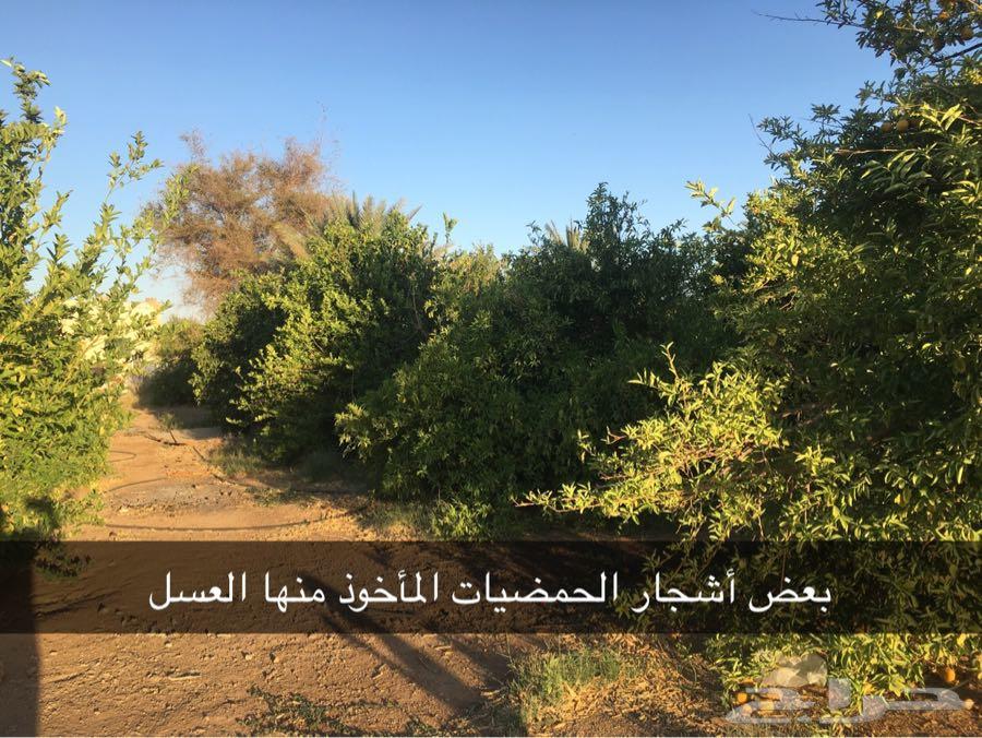 1 عسل أشجار مزارع تبوك - عسل سدر