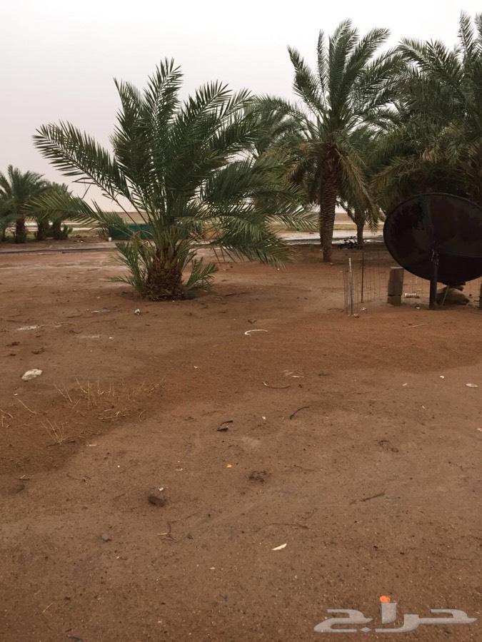مشروع زراعي للبيع صح شرعي حر