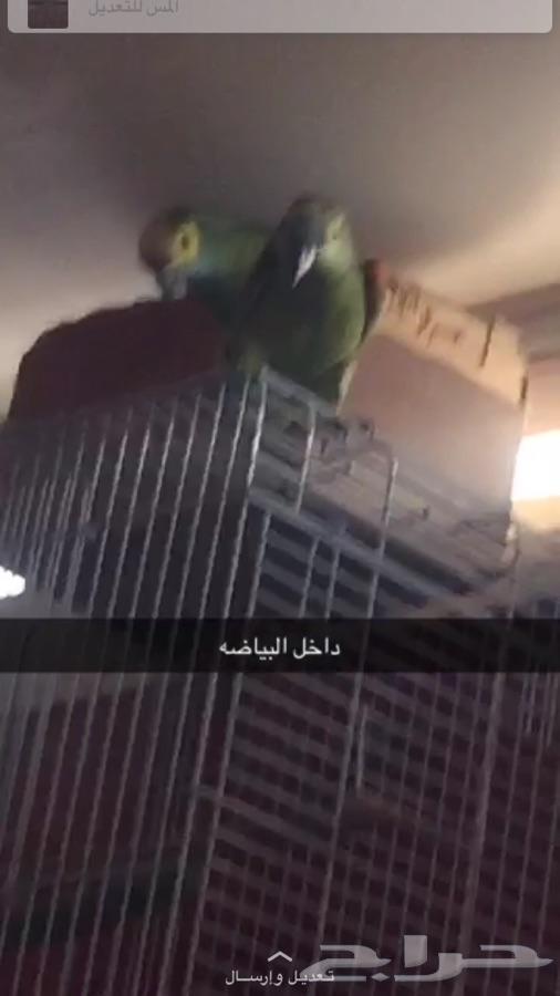 جوز ببغاء بلوفردنتد جاكو