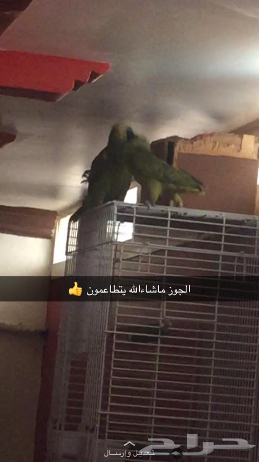 جوز ببغاء بلوفردنتد جاكو
