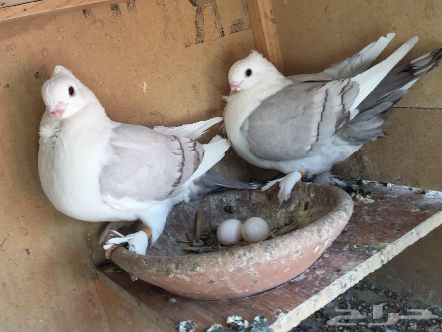 Pet pigeon, Pigeon, Pets