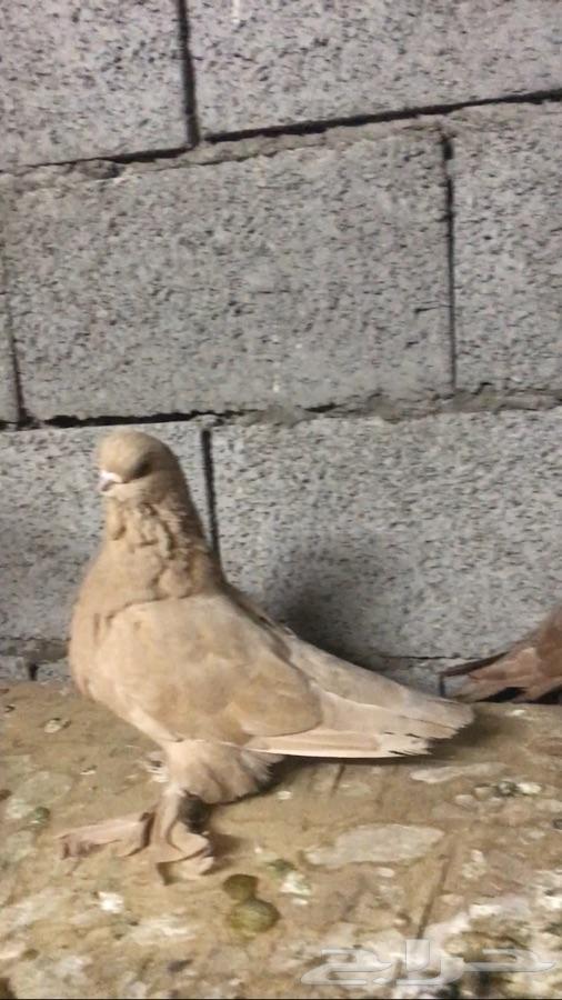 لونق فيس فاخر