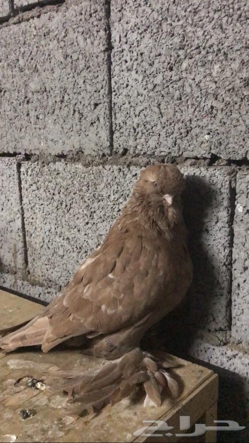 لونق فيس فاخر