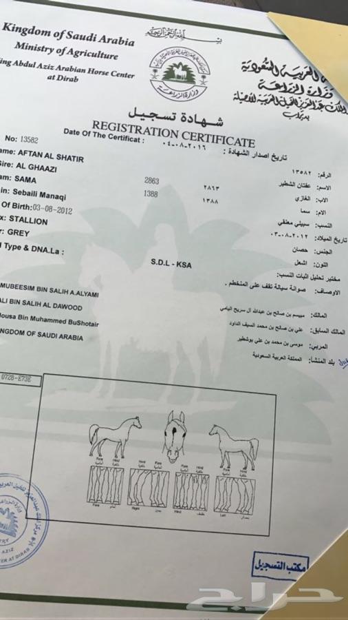 حصان واهو ( تم البيع )