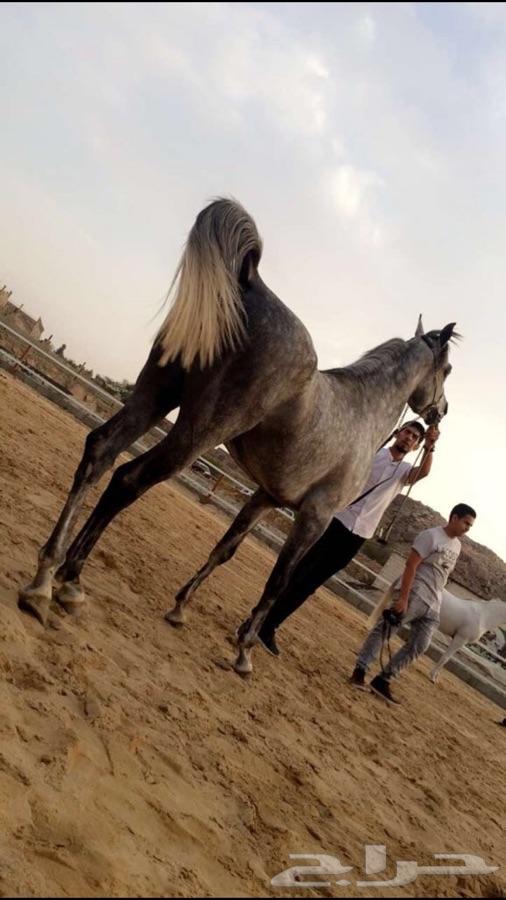 حصان واهو ( تم البيع )