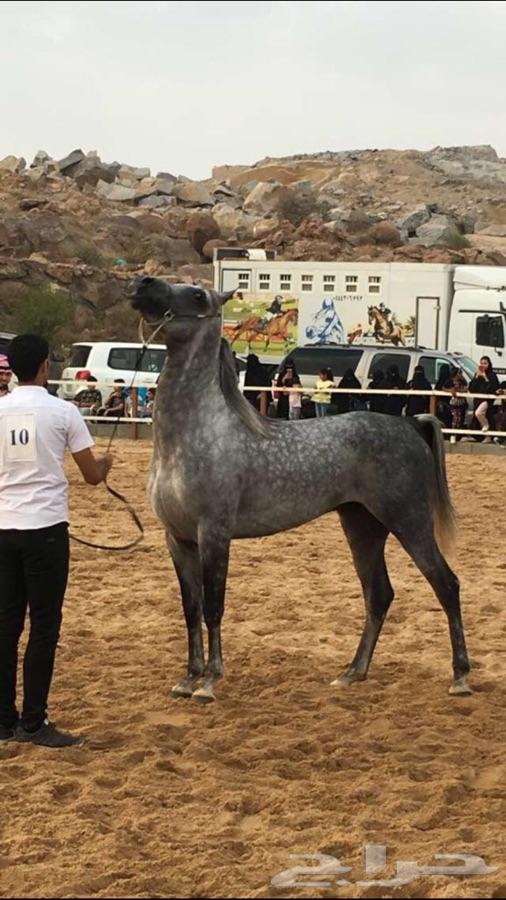 حصان واهو ( تم البيع )
