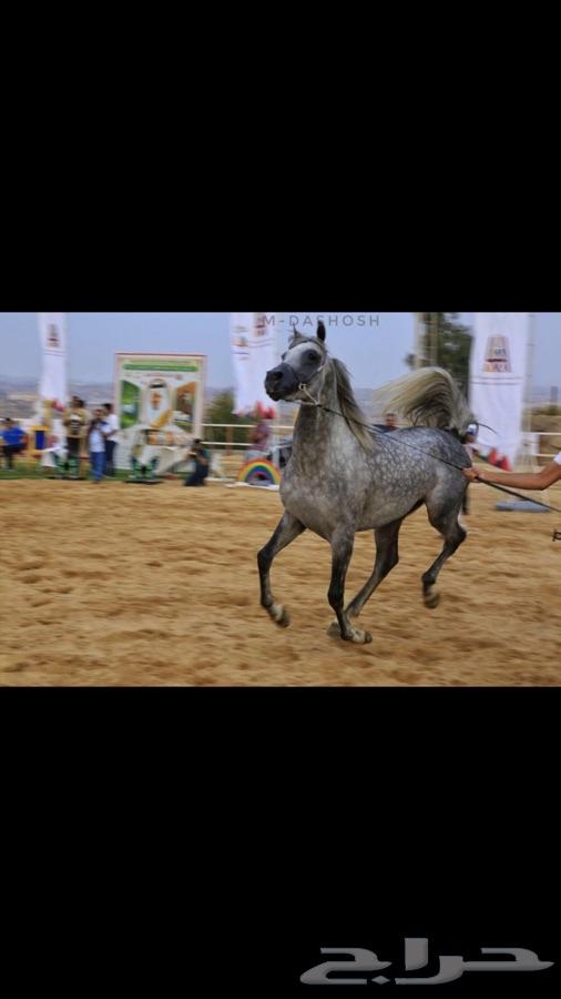 حصان واهو ( تم البيع )