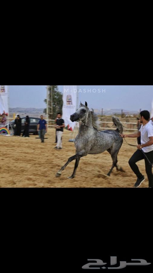 حصان واهو ( تم البيع )