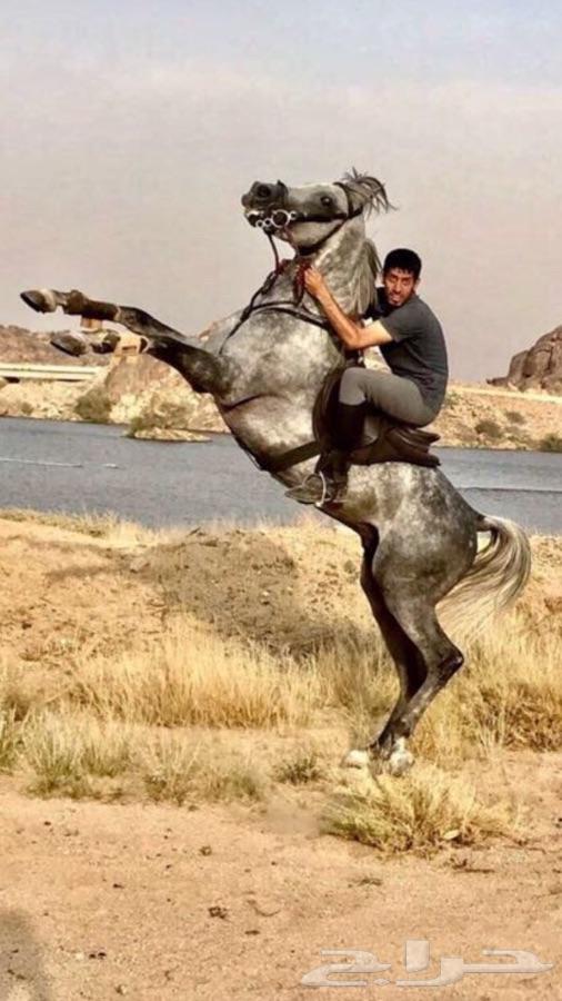 حصان واهو ( تم البيع )