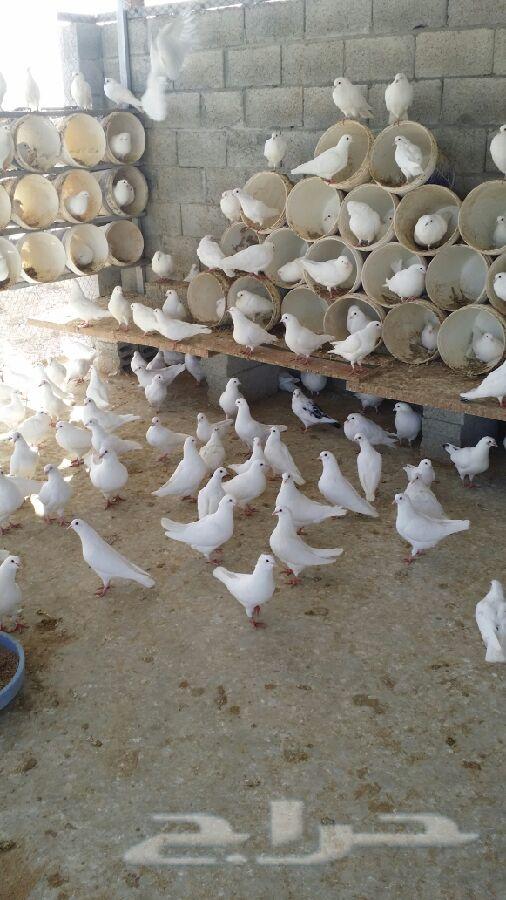 حمام فرنسي جامبو 