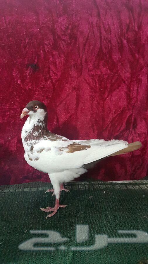 زوج دنش