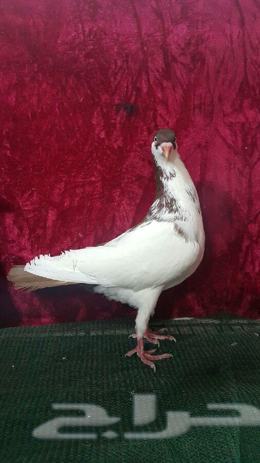 زوج دنش