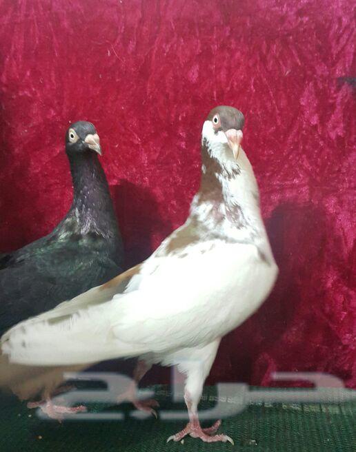 زوج دنش