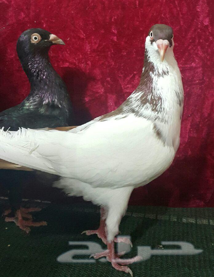 زوج دنش