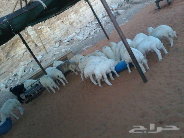 الرياض ذبايح نعيم وحريات هرافى جمع الاحجام