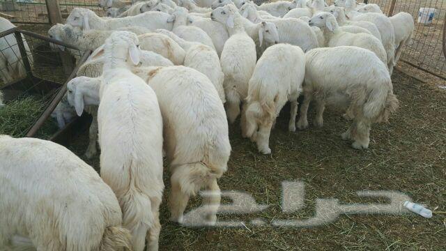 ذبايح حريات طيبات بالحيل للثلاجه