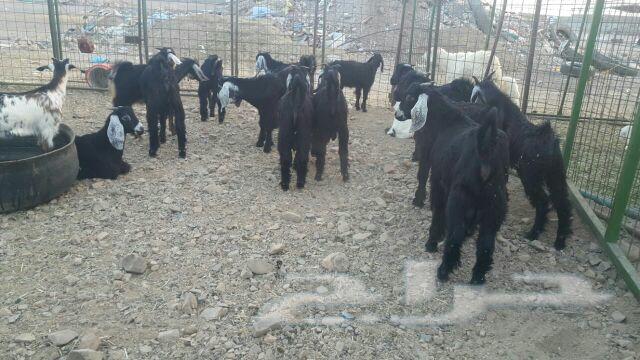 ذبايح حريات طيبات بالحيل للثلاجه