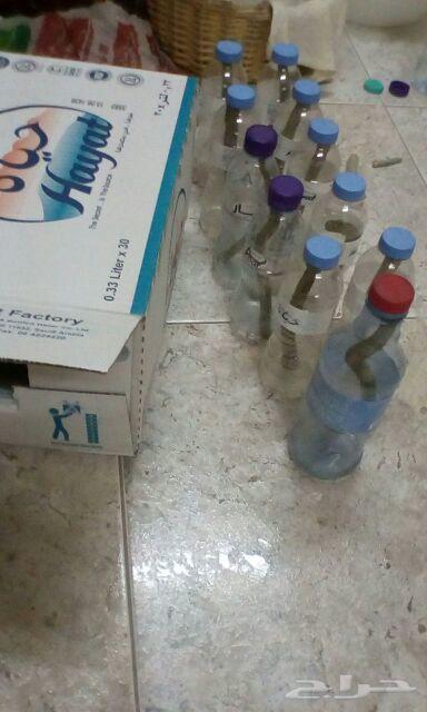 الأخطبوط ابو ذرعان عنكبوت خياط شبوك ومضلات