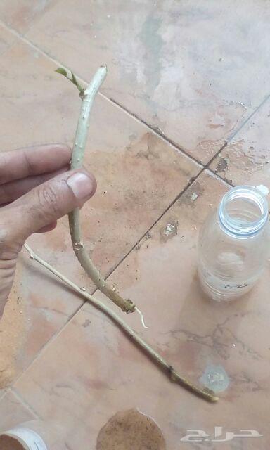 الأخطبوط ابو ذرعان عنكبوت خياط شبوك ومضلات