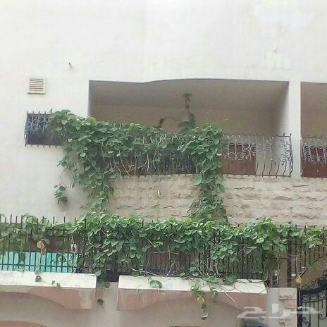 الأخطبوط ابو ذرعان عنكبوت خياط شبوك ومضلات