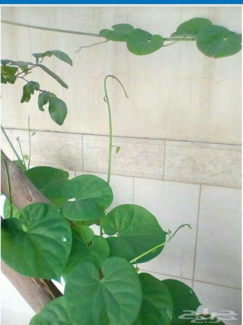 الأخطبوط ابو ذرعان عنكبوت خياط شبوك ومضلات