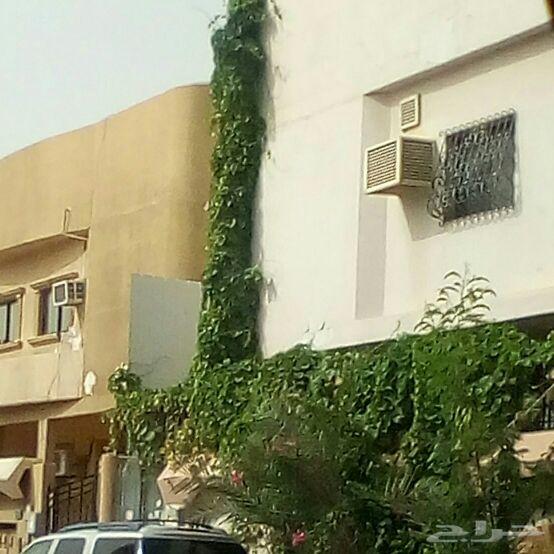 الأخطبوط ابو ذرعان عنكبوت خياط شبوك ومضلات