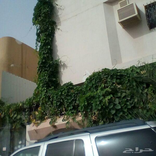 الأخطبوط ابو ذرعان عنكبوت خياط شبوك ومضلات