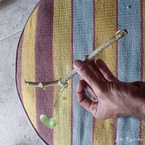 الأخطبوط ابو ذرعان عنكبوت خياط شبوك ومضلات