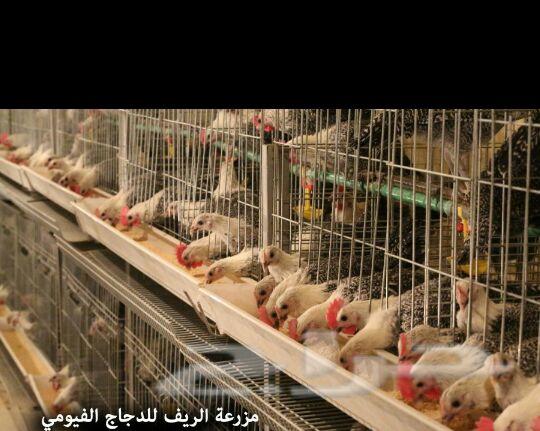 بيض الدجاج الفيومي المصري .